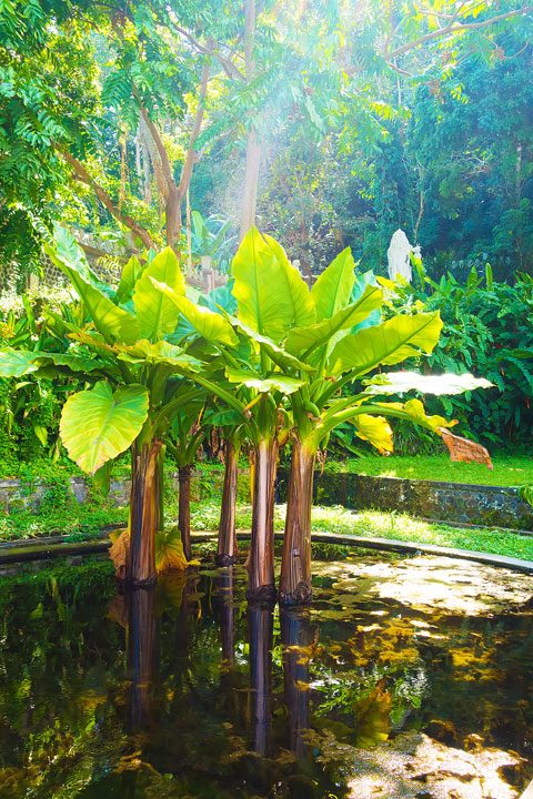 Trekking through rice fields and discovering ancient temples in East Bali.