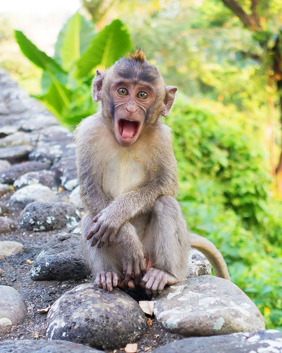 These wild monkeys in Bali hang out at in the rainforest near the Alila Ubud hotel and come out to greet guests at sunset.