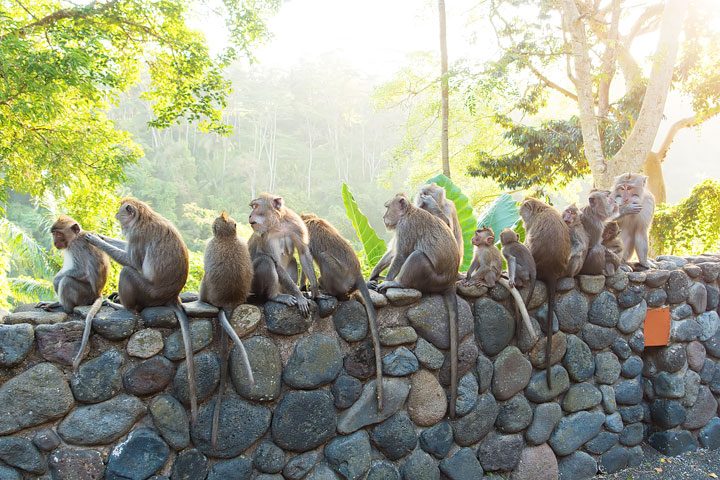 These wild monkeys in Bali hang out at in the rainforest near the Alila Ubud hotel and come out to greet guests at sunset.