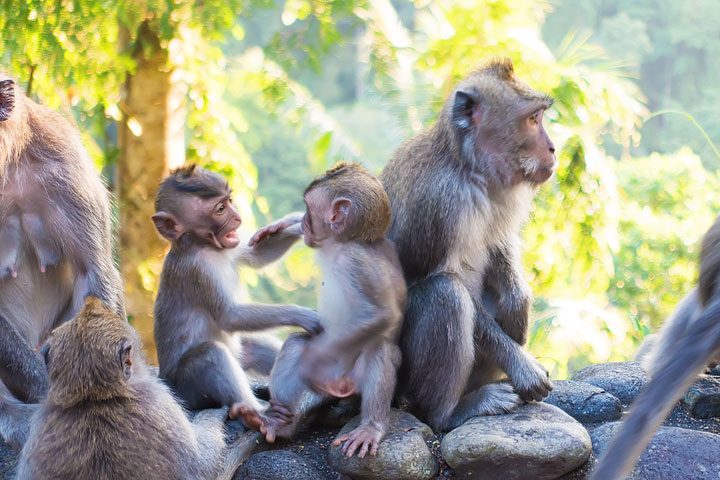 These wild monkeys in Bali hang out at in the rainforest near the Alila Ubud hotel and come out to greet guests at sunset.