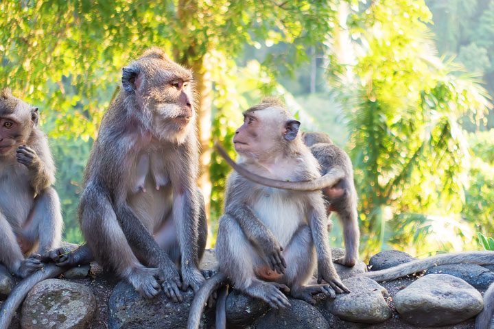 These wild monkeys in Bali hang out at in the rainforest near the Alila Ubud hotel and come out to greet guests at sunset.