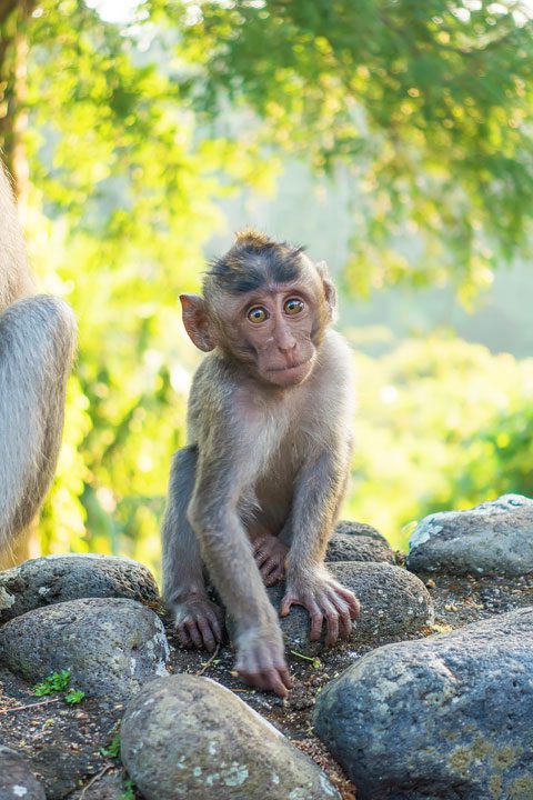 These wild monkeys in Bali hang out at in the rainforest near the Alila Ubud hotel and come out to greet guests at sunset.