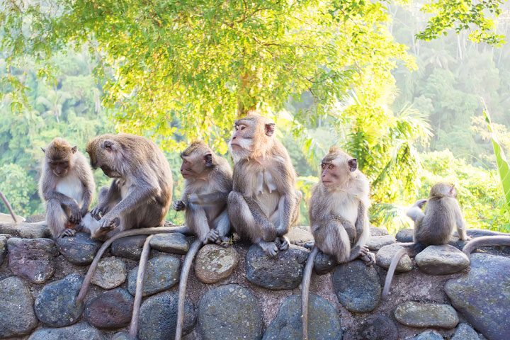 These wild monkeys in Bali hang out at in the rainforest near the Alila Ubud hotel and come out to greet guests at sunset.