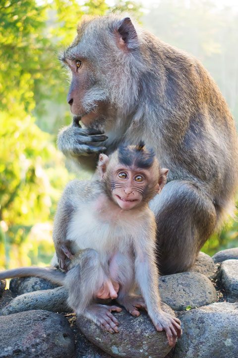 These wild monkeys in Bali hang out at in the rainforest near the Alila Ubud hotel and come out to greet guests at sunset.