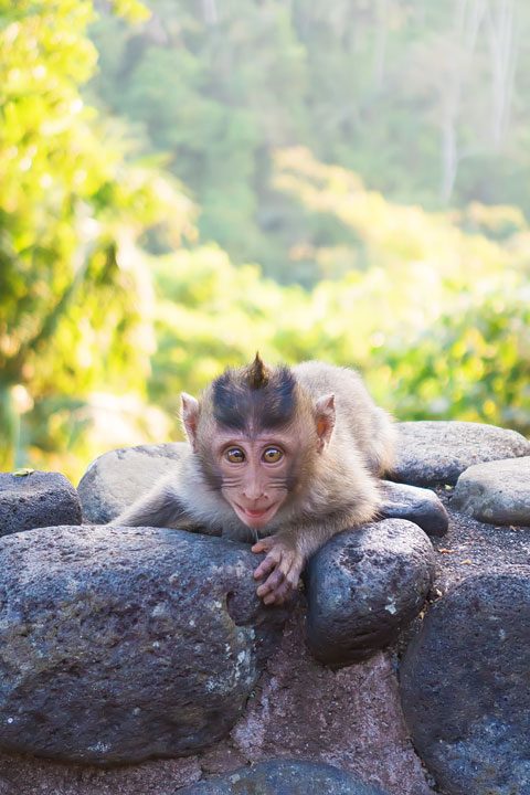 These wild monkeys in Bali hang out at in the rainforest near the Alila Ubud hotel and come out to greet guests at sunset.