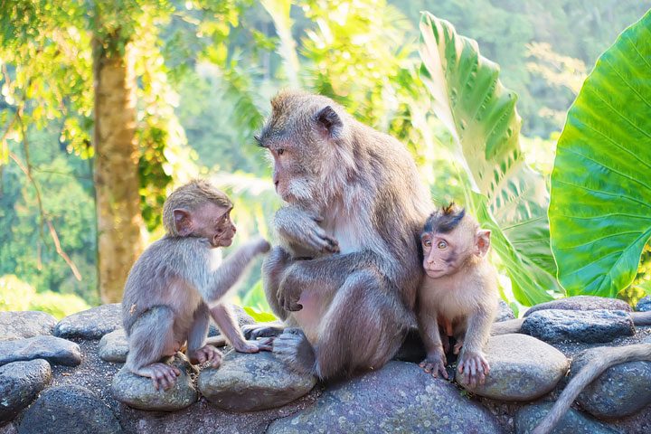 These wild monkeys in Bali hang out at in the rainforest near the Alila Ubud hotel and come out to greet guests at sunset.