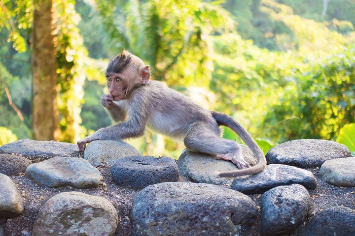 These wild monkeys in Bali hang out at in the rainforest near the Alila Ubud hotel and come out to greet guests at sunset.