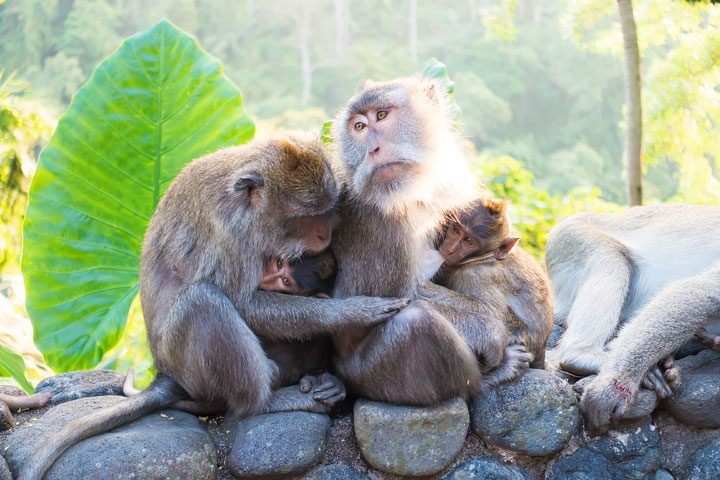 These wild monkeys in Bali hang out at in the rainforest near the Alila Ubud hotel and come out to greet guests at sunset.