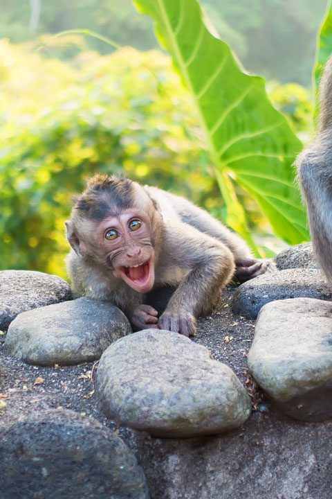 These wild monkeys in Bali hang out at in the rainforest near the Alila Ubud hotel and come out to greet guests at sunset.