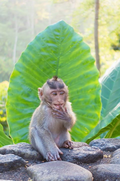 These wild monkeys in Bali hang out at in the rainforest near the Alila Ubud hotel and come out to greet guests at sunset.