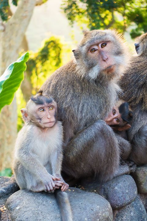 These wild monkeys in Bali hang out at in the rainforest near the Alila Ubud hotel and come out to greet guests at sunset.