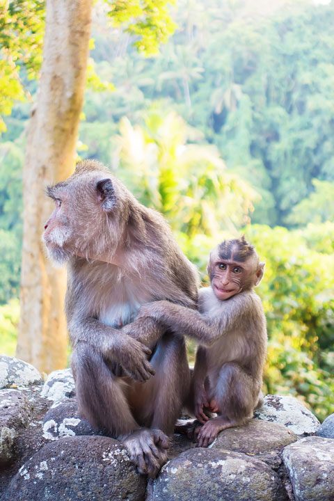 These wild monkeys in Bali hang out at in the rainforest near the Alila Ubud hotel and come out to greet guests at sunset.