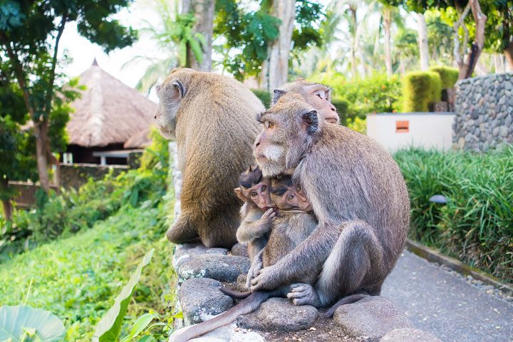 These wild monkeys in Bali hang out at in the rainforest near the Alila Ubud hotel and come out to greet guests at sunset.