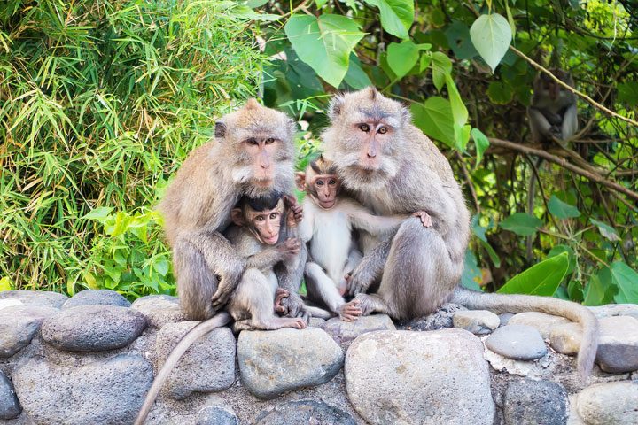 These wild monkeys in Bali hang out at in the rainforest near the Alila Ubud hotel and come out to greet guests at sunset.