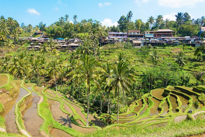 Tegallalang Rice Terrace, Ubud, Bali {Where to find & Tips for Visiting}