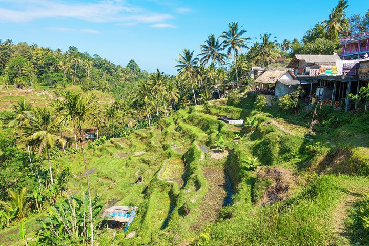 Tegallalang Rice Terrace, Ubud, Bali {Where to find & Tips for Visiting}