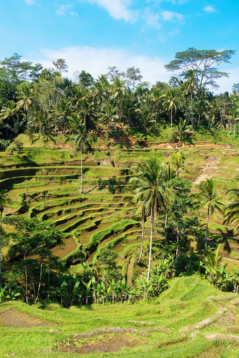 Tegallalang Rice Terrace, Ubud, Bali {Where to find & Tips for Visiting}