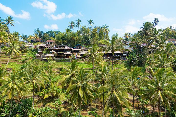 Tegallalang Rice Terrace, Ubud, Bali {Where to find & Tips for Visiting}