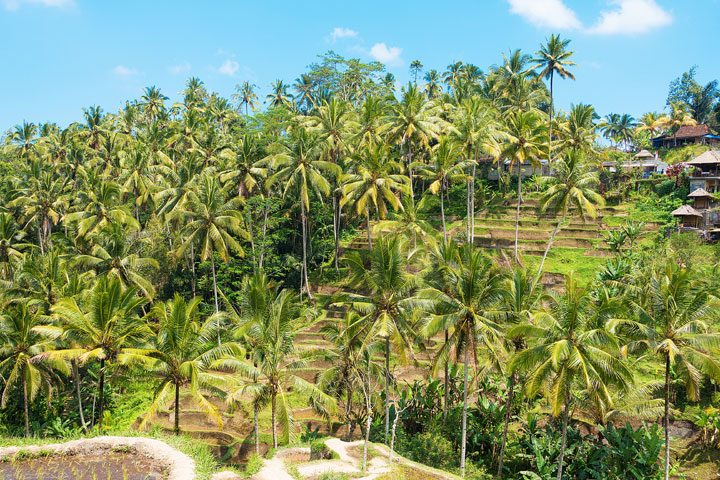 Tegallalang Rice Terrace, Ubud, Bali {Where to find & Tips for Visiting}