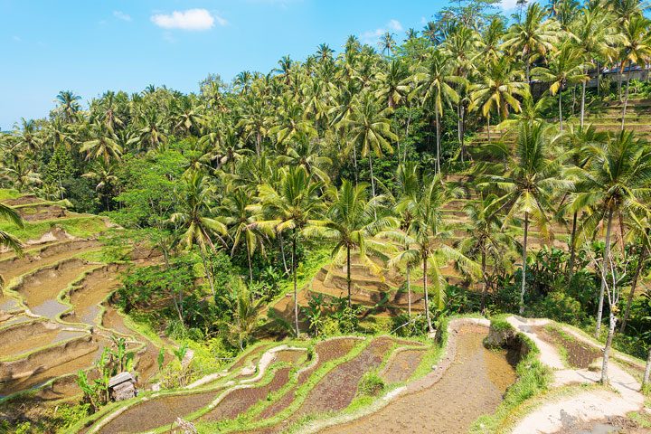 Tegallalang Rice Terrace, Ubud, Bali {Where to find & Tips for Visiting}