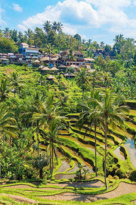 Tegallalang Rice Terrace, Ubud, Bali {Where to find & Tips for Visiting}