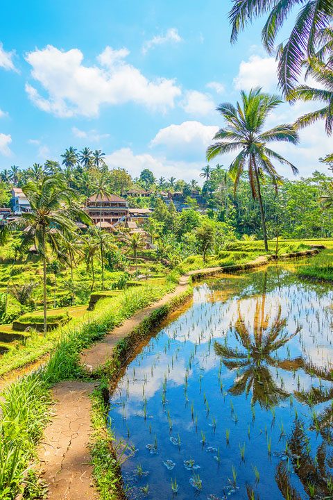 Tegallalang Rice Terrace, Ubud, Bali {Where to find & Tips for Visiting}