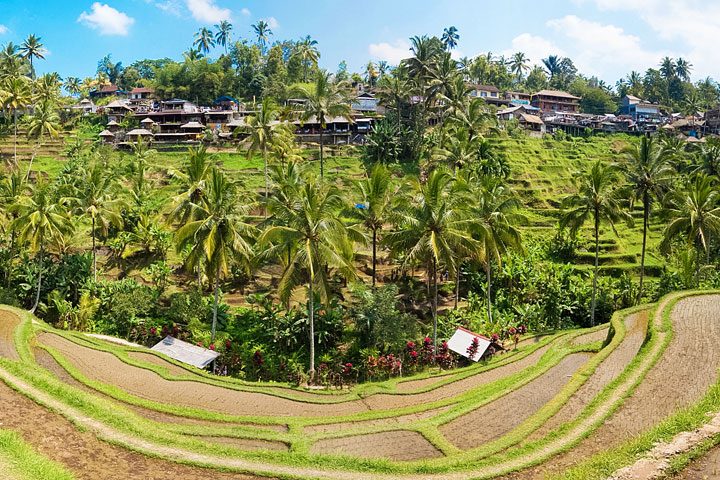 Tegallalang Rice Terrace, Ubud, Bali {Where to find & Tips for Visiting}