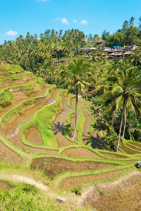 Tegallalang Rice Terrace, Ubud, Bali {Where to find & Tips for Visiting}