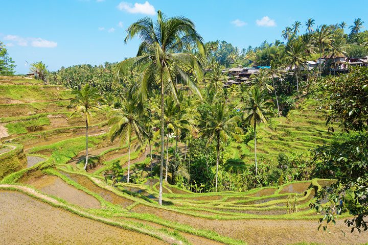 Tegallalang Rice Terrace, Ubud, Bali {Where to find & Tips for Visiting}