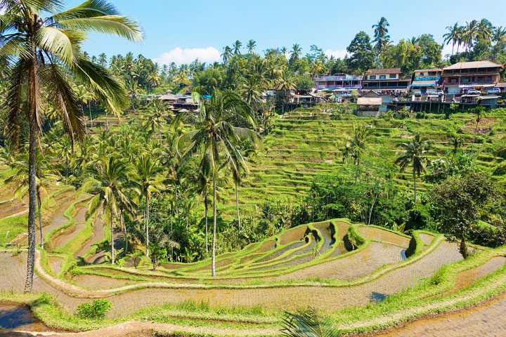 Tegallalang Rice Terrace, Ubud, Bali {Where to find & Tips for Visiting}