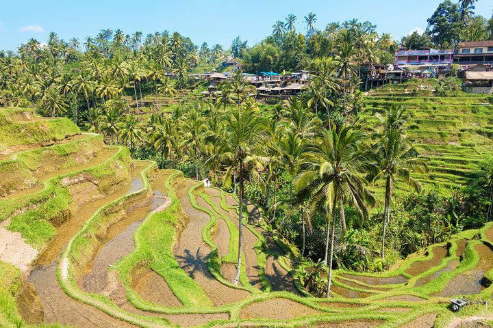 Tegallalang Rice Terrace, Ubud, Bali {Where to find & Tips for Visiting}