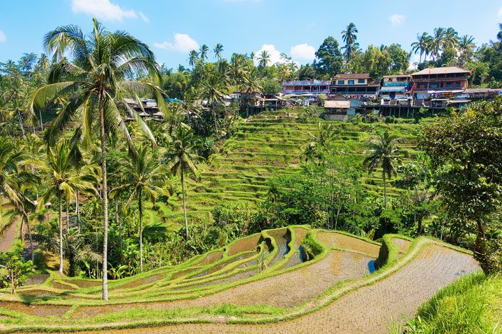Tegallalang Rice Terrace, Ubud, Bali {Where to find & Tips for Visiting}