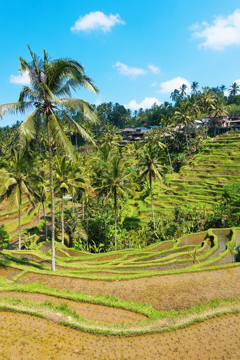 Tegallalang Rice Terrace, Ubud, Bali {Where to find & Tips for Visiting}