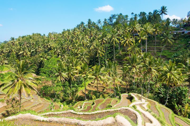 Tegallalang Rice Terrace, Ubud, Bali {Where to find & Tips for Visiting}