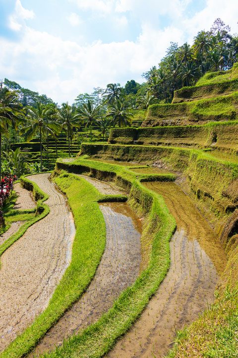 Tegallalang Rice Terrace, Ubud, Bali {Where to find & Tips for Visiting}