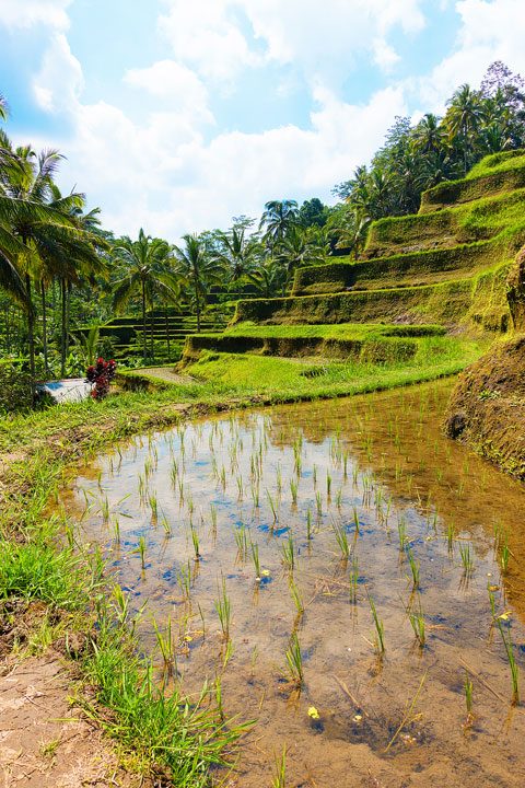 Tegallalang Rice Terrace, Ubud, Bali {Where to find & Tips for Visiting}