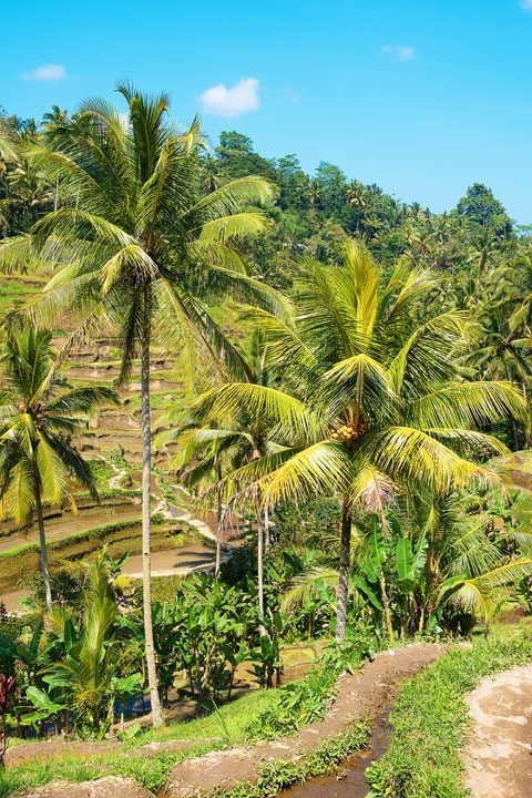 Tegallalang Rice Terrace, Ubud, Bali {Where to find & Tips for Visiting}