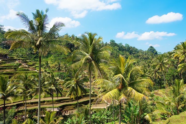 Tegallalang Rice Terrace, Ubud, Bali {Where to find & Tips for Visiting}