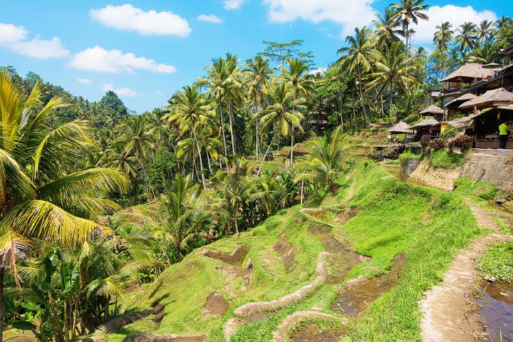 Tegallalang Rice Terrace, Ubud, Bali {Where to find & Tips for Visiting}