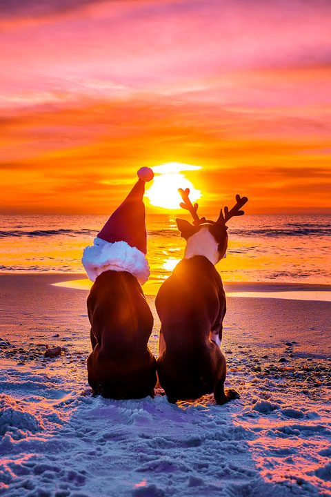 Boston Terriers Christmas on the Beach at Sunset