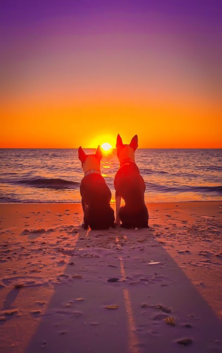 Pet-friendly dog beach and condo rentals on the Florida Panhandle! Pristine white-sand beaches with crystal-clear turquoise water. Perfect for the whole family!