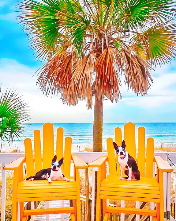 Pet-friendly dog beach and condo rentals on the Florida Panhandle! Pristine white-sand beaches with crystal-clear turquoise water. Perfect for the whole family!