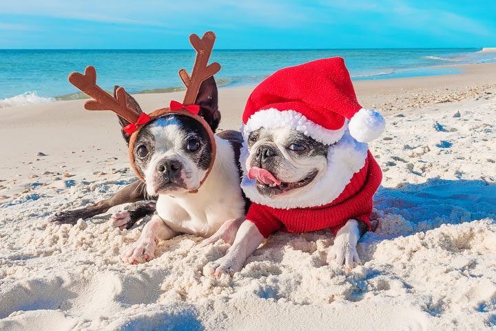 Pet-friendly dog beach and condo rentals on the Florida Panhandle! Pristine white-sand beaches with crystal-clear turquoise water. Perfect for the whole family!