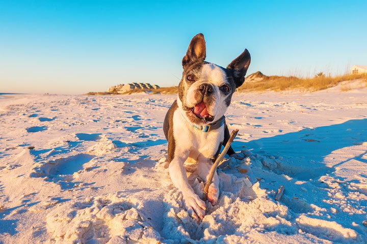 Pet-friendly dog beach and condo rentals on the Florida Panhandle! Pristine white-sand beaches with crystal-clear turquoise water. Perfect for the whole family!