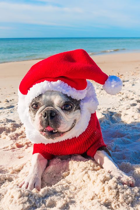 Pet-friendly dog beach and condo rentals on the Florida Panhandle! Pristine white-sand beaches with crystal-clear turquoise water. Perfect for the whole family!