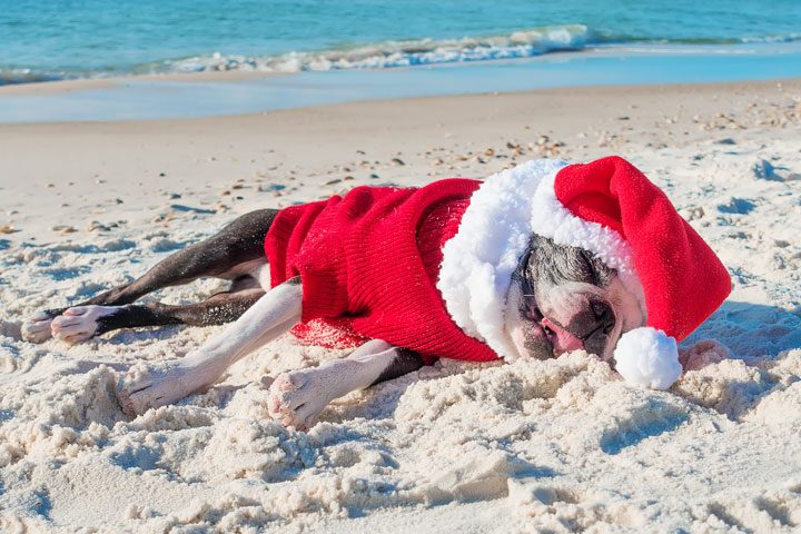 Pet-friendly dog beach and condo rentals on the Florida Panhandle! Pristine white-sand beaches with crystal-clear turquoise water. Perfect for the whole family!