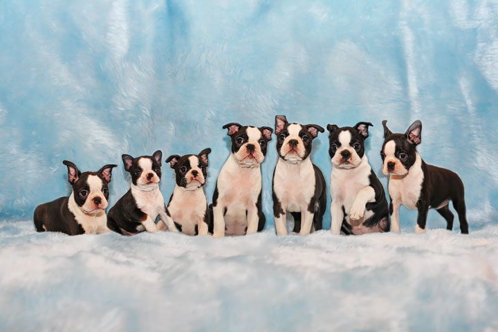 Winnie the Boston Terrier Puppy!