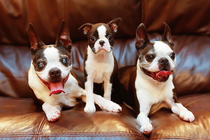 Winnie the Boston Terrier Puppy!