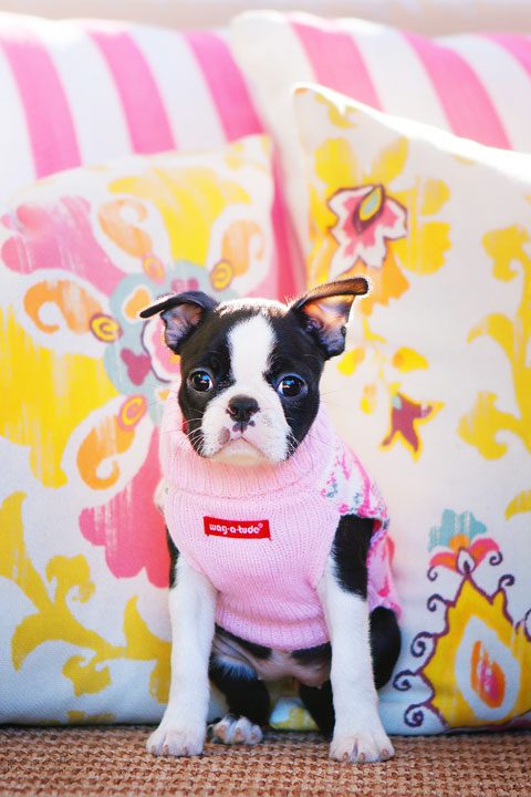 Winnie the Boston Terrier Puppy!