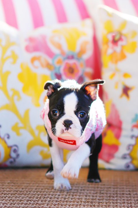 Winnie the Boston Terrier Puppy!